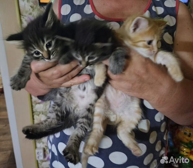 Отдам милых,пушистых котят в добрые руки