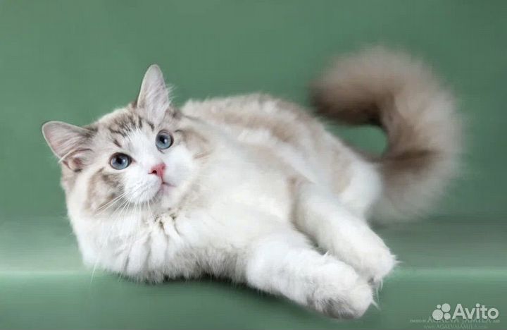 Рэгдолл Чешир