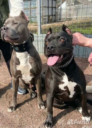 Щенки Прайтер-Пит (русский питбуль)