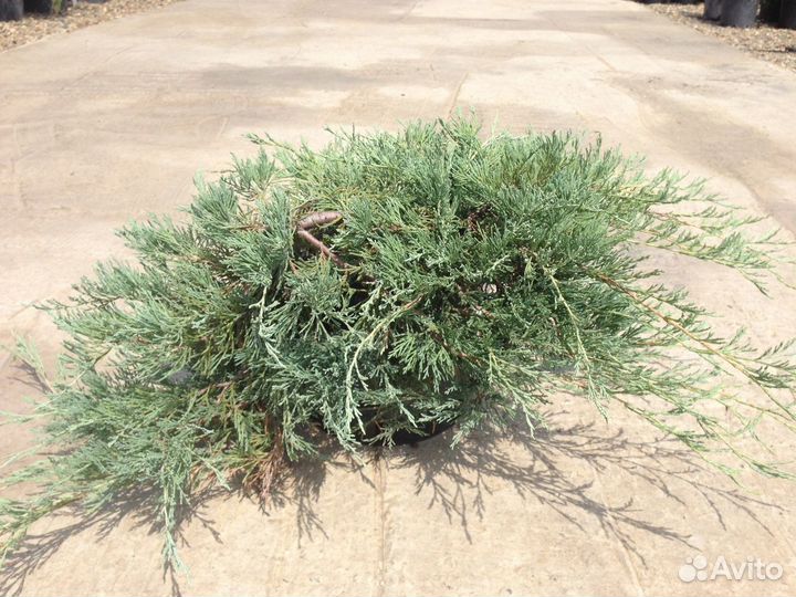 Juniperus horizontalis Glacier C2