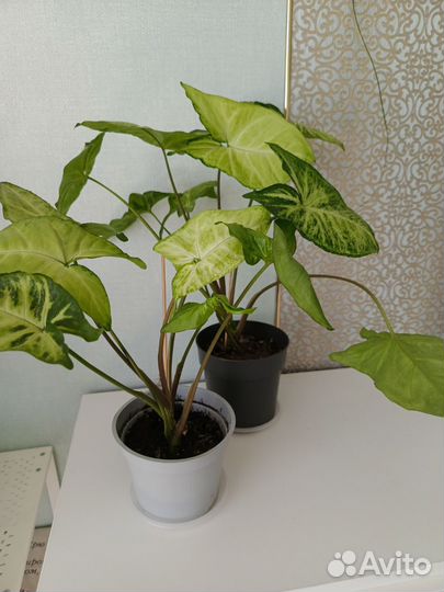 Сингониум пикси