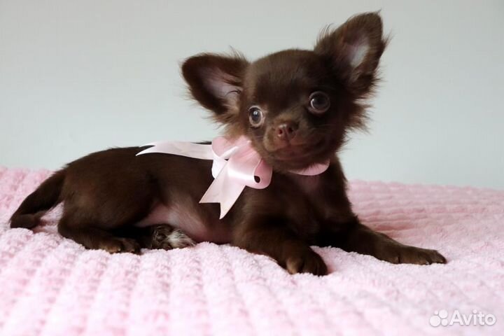 Берта малышка Чишка