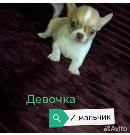 Красотульки