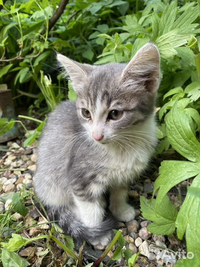 Котенок девочка бесплатно