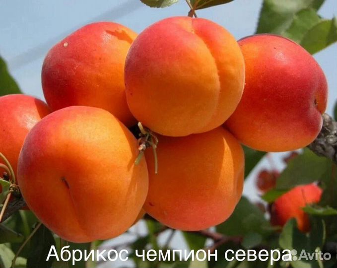 Саженцы абрикосов
