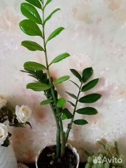 Замиокулькас