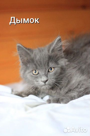 Воспитанные котята