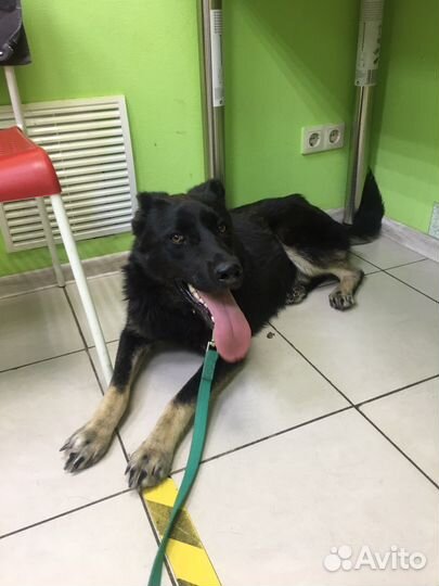 Подросток 8 мес стерилизованная девочка в дар