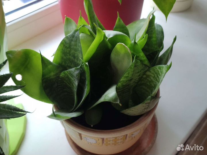 Сансевиерия ханни