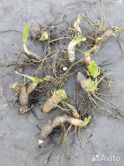 Ирисы, деленки; клематис белое облако