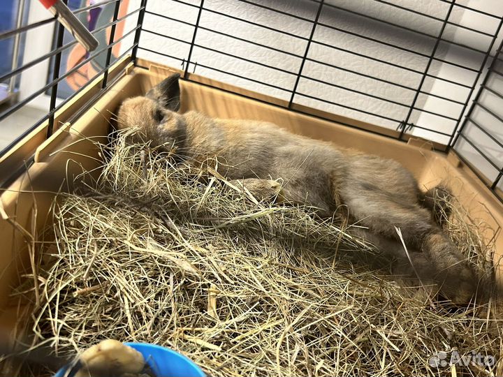 Декоративный кролик