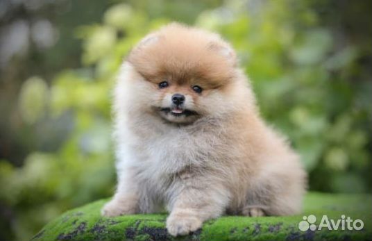 Помераночка