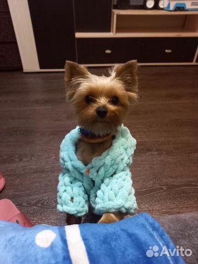 Кофточка для собак