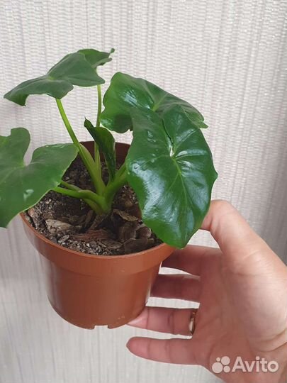 Филодендрон Атом