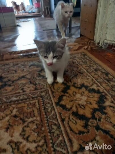 Котята в хорошие руки