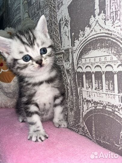 Котенок