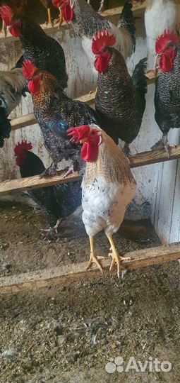 Молодые петушки