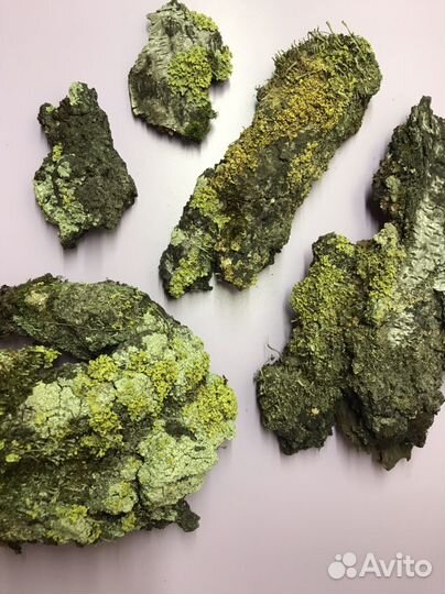 Кора с мхом