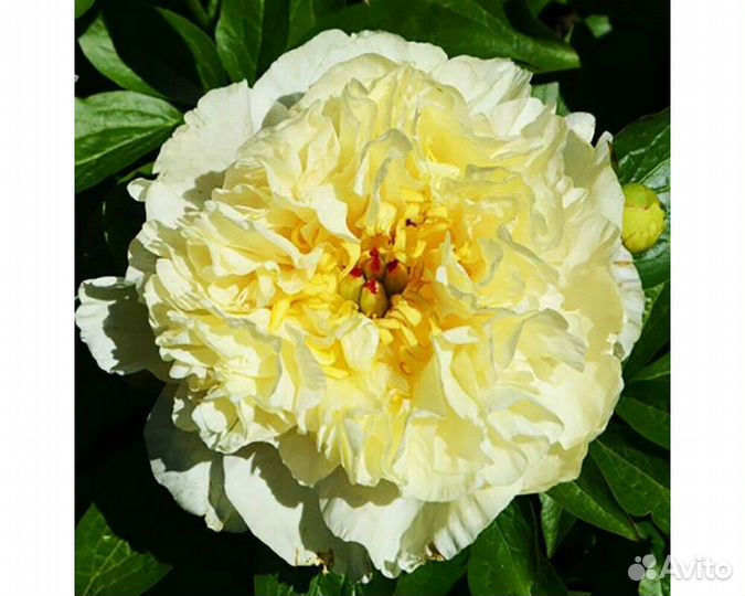 Пион гибридный Sunny Girl