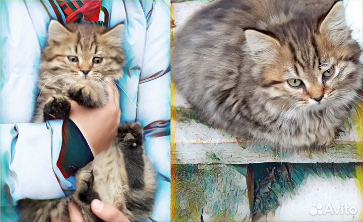 Пушистик мальчик