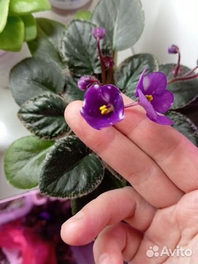 Фиалки полумини/мини розетки