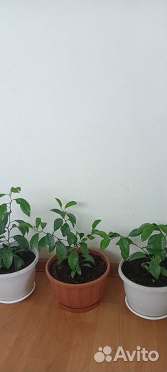 Мандариновые деревья