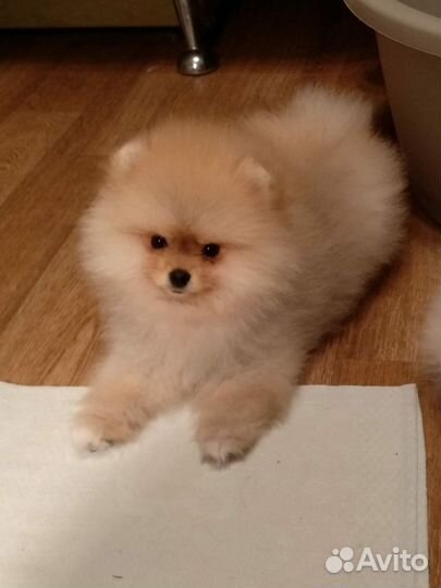 Померанский шпиц