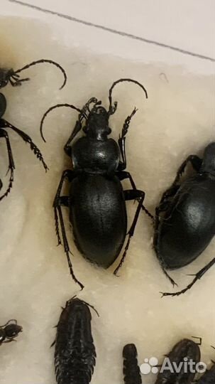 Жук жужелица гладкая Carabus glabratus