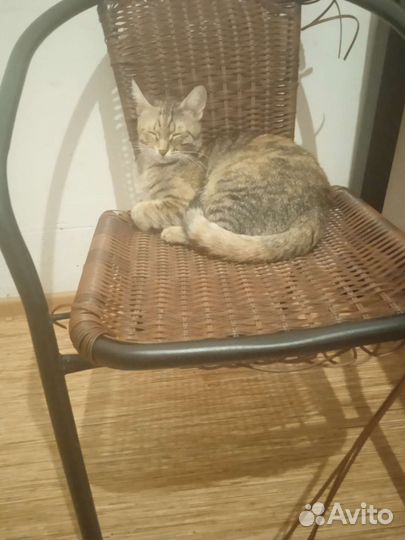 Камышовая кошечка