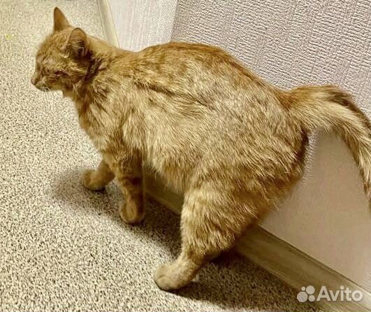 Кошка рыжая