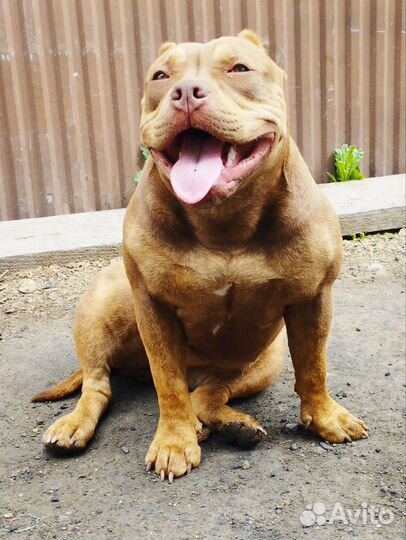 Щенки булли