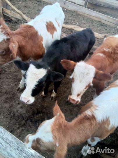 С/х животные