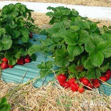 Рассада клубники Лорд