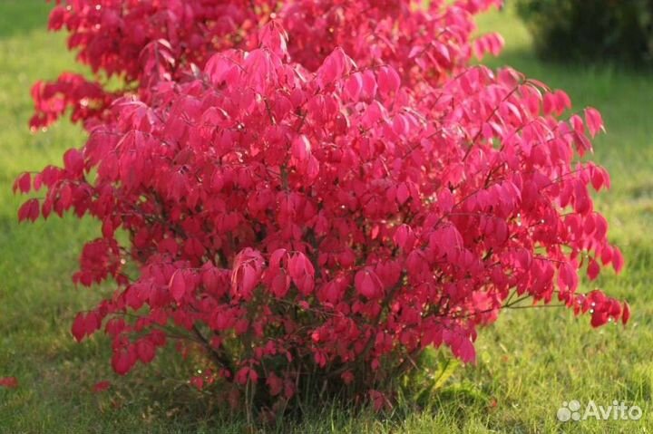 Саженцы бересклета