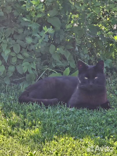 Котята в добрые руки бесплатно