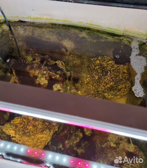 Живые камни в морской аквариум