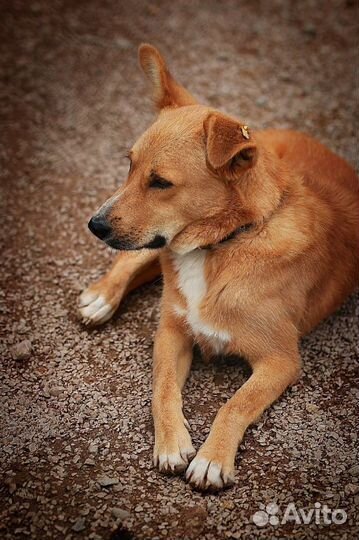 Собака Роб в добрые руки