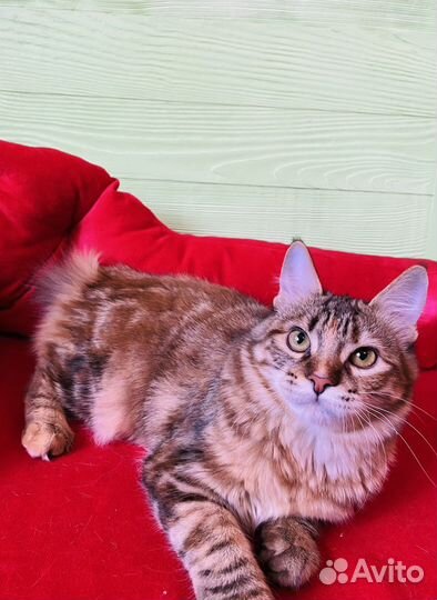 Курильский бобтейл кошечка