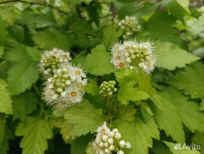 Многолетние растения для сада