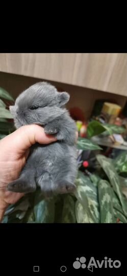 Настоящие карликовые рексы и карлики малыши