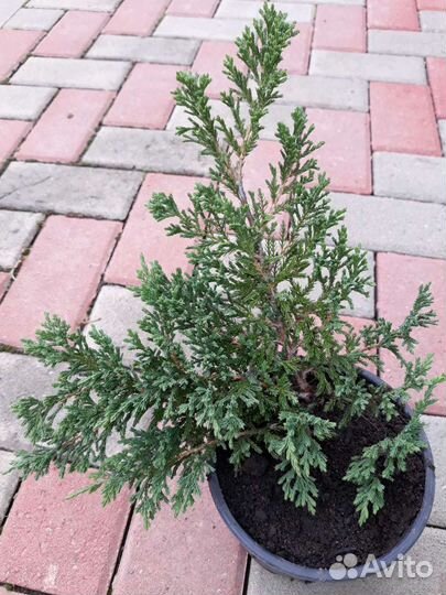 Можжевельник 