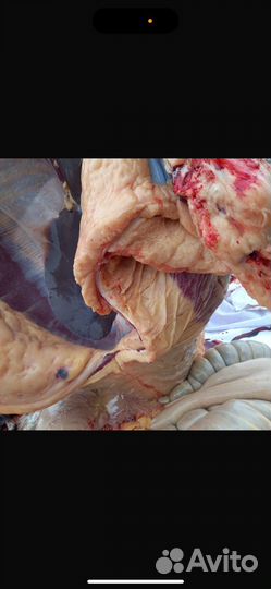 Мясо конины