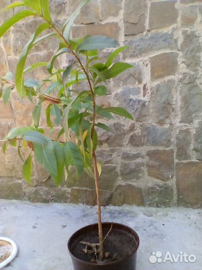 Саженцы гуайявы (плодовый экзот)