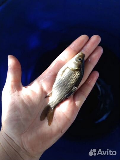 Живец (опт и розница) зарыбление