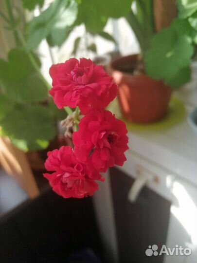 Герань пеларгония белая, красная, лососевся