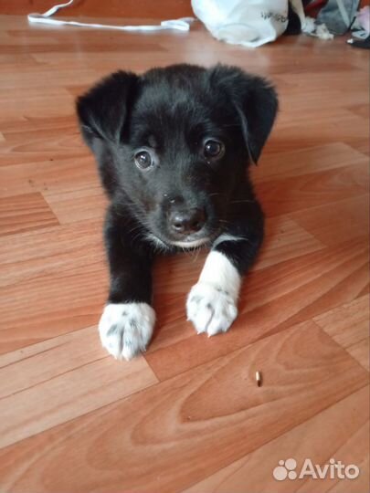 Собака щенок в добрые руки