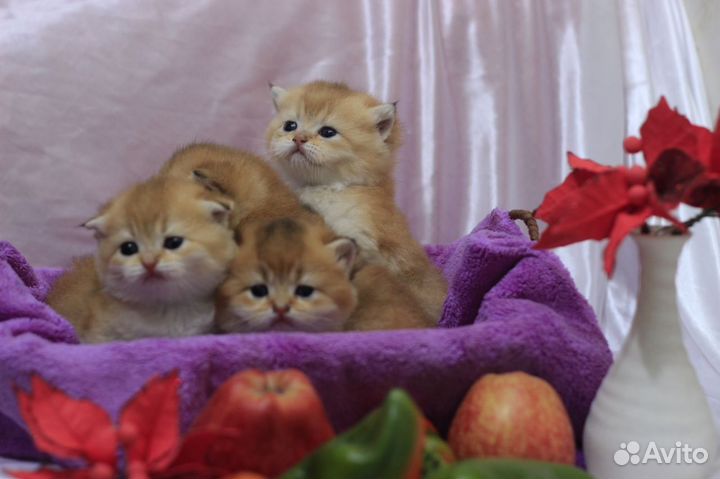 Клубная Шотландская вислоухая малышка