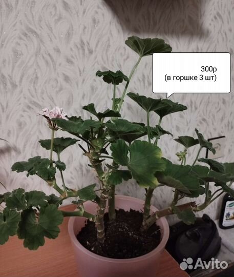 Хлорофитум, герань, диффенбахия,традескация