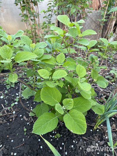 Гортензия древовидная белая