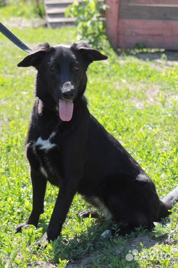 Веста и Дина в добрые руки